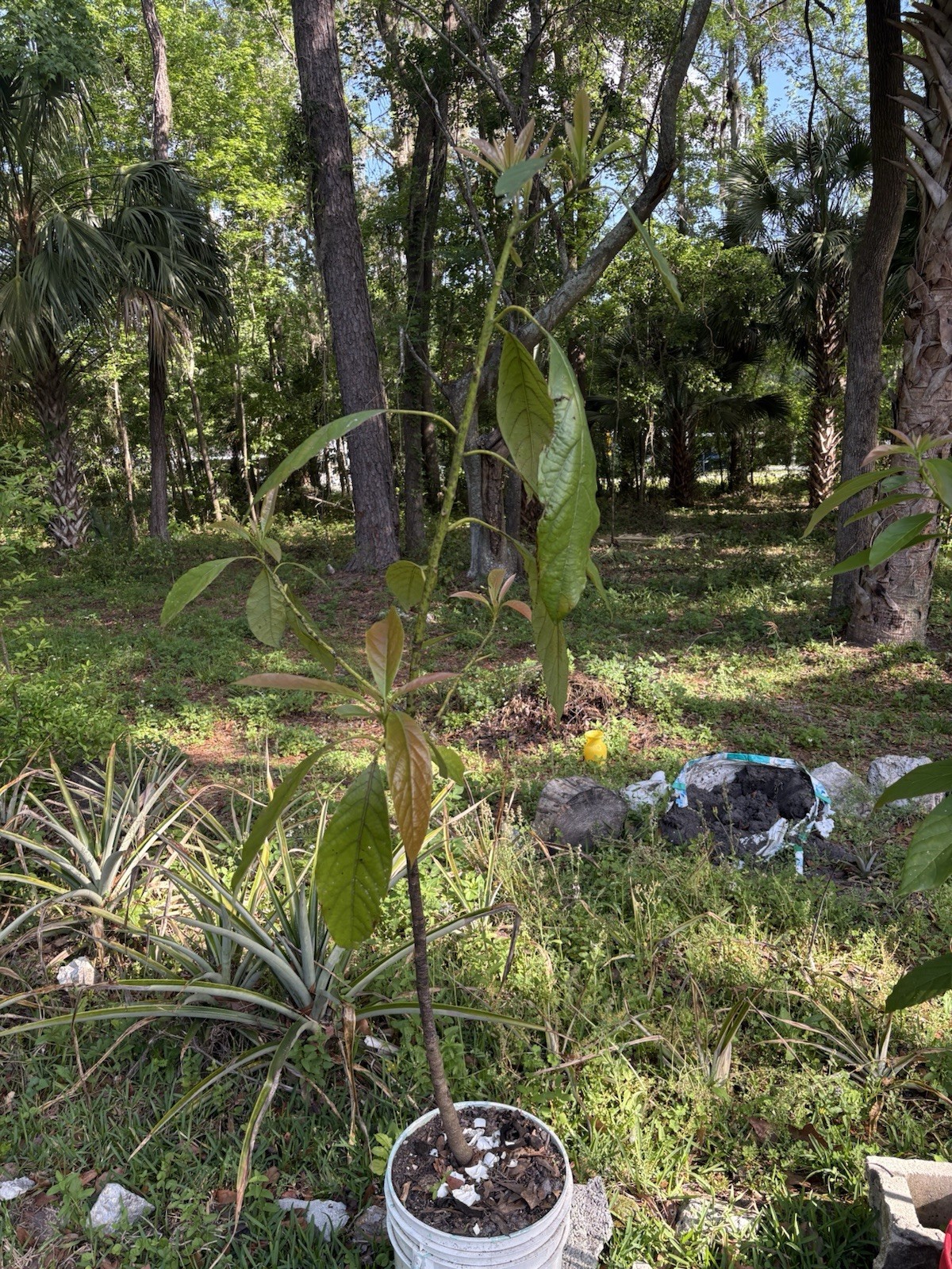 Lula Avocado Tree 7FT Tall Lula Avocado Tree 7FT Tall