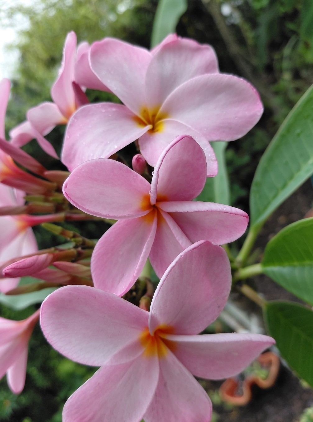 Hawaiian Royal Pastel Pink Plumeria - \ Hawaiian Royal Pastel Pink Plumeria - \