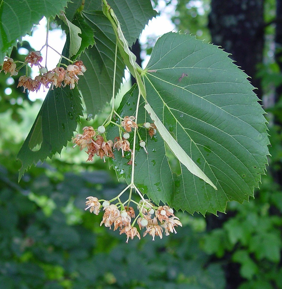 Tilia americana AMERICAN LINDEN or BASSWOOD TREE Seeds Tilia americana AMERICAN LINDEN or BASSWOOD TREE Seeds