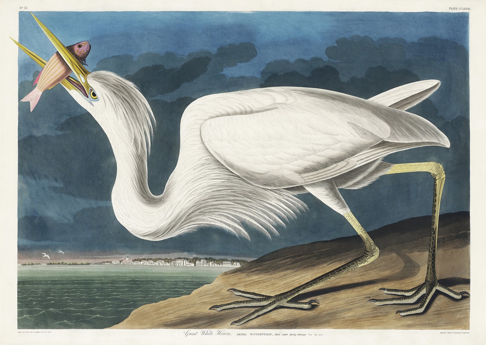 Audubon Great White Heron Poster Wall Art Print Premium Quality