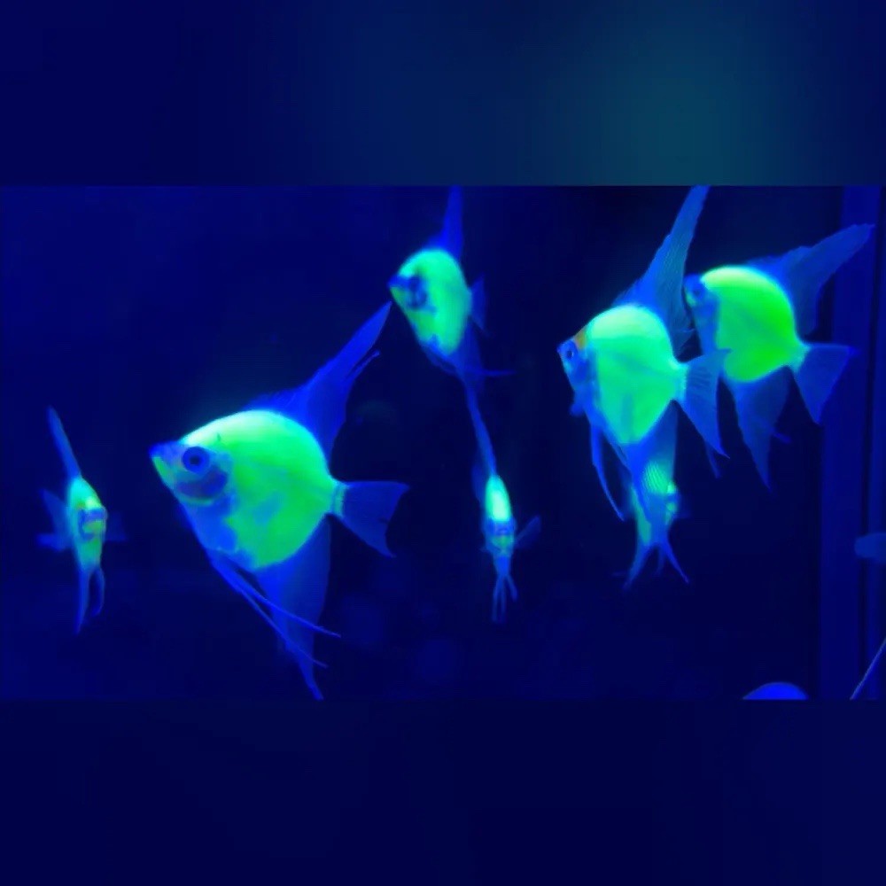 GloFish Green Angelfish Low Shipping