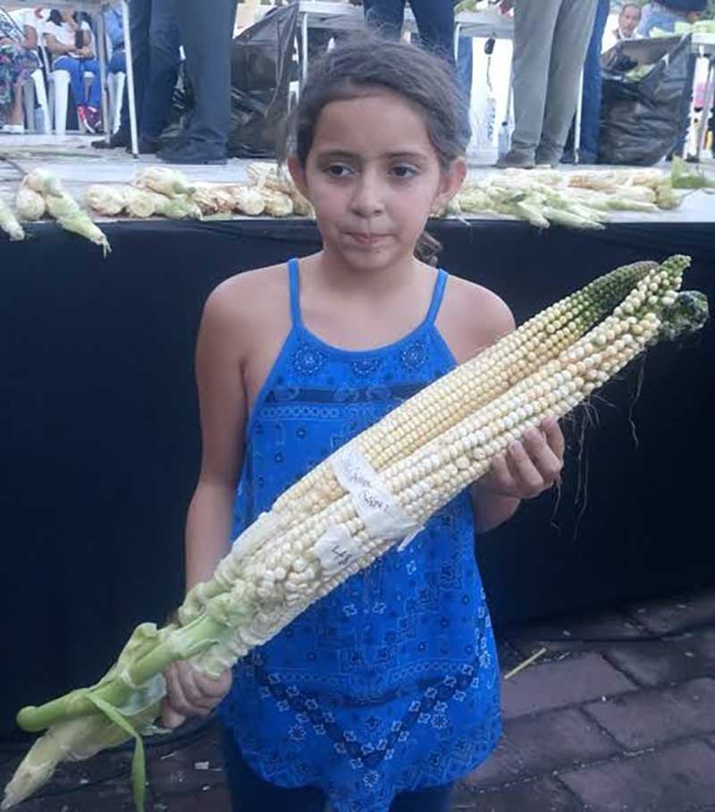 Nayarit Jala Blanco Corn Seeds (1lb) / MEXICAN HEIRLOOM / Massive / Super Rare Nayarit Jala Blanco Corn Seeds (1lb) / MEXICAN HEIRLOOM / Massive / Super Rare