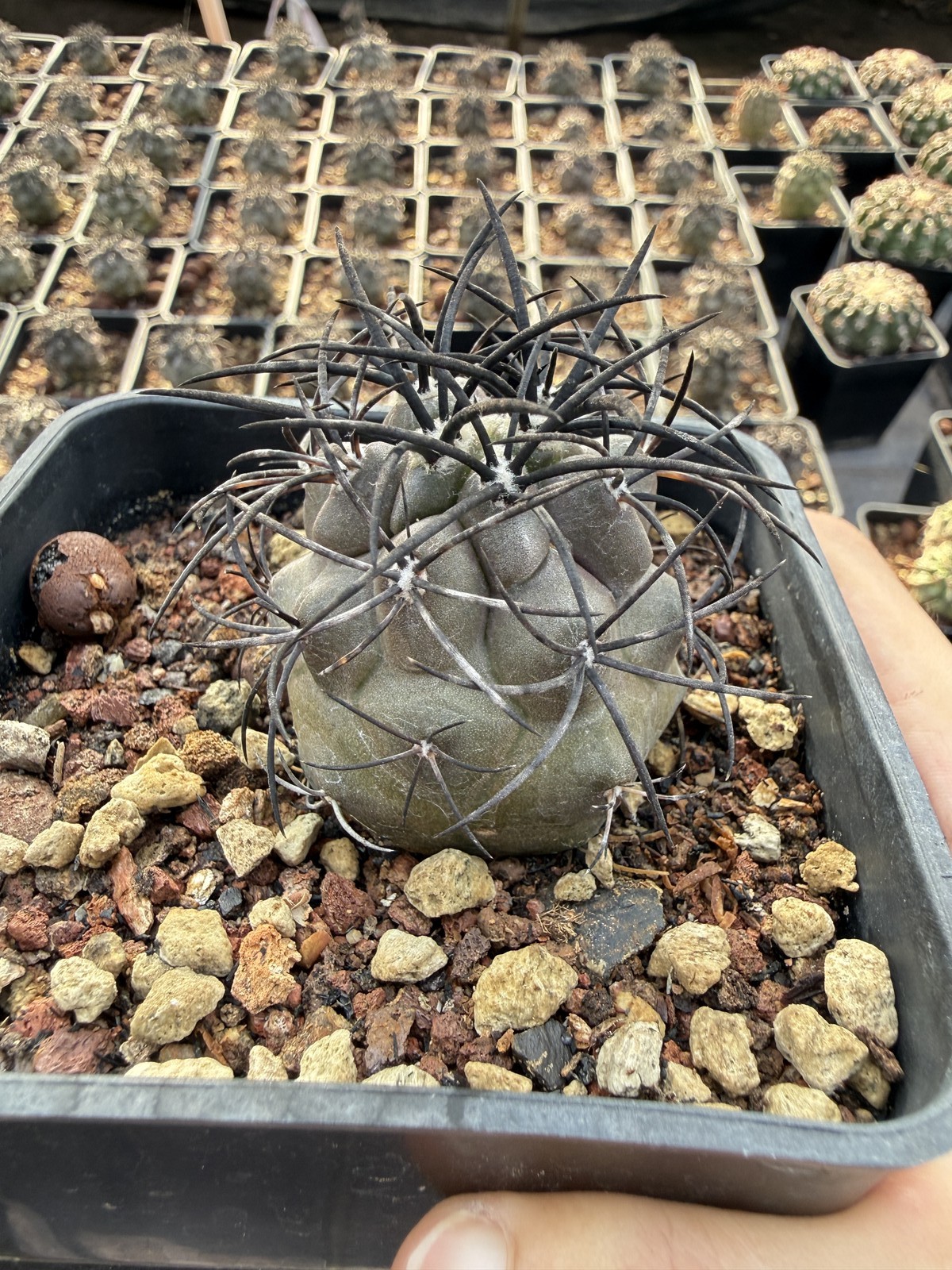 1pcs Copiapoa griseoviolacea 3-4cm seedgrown Succulent Plant