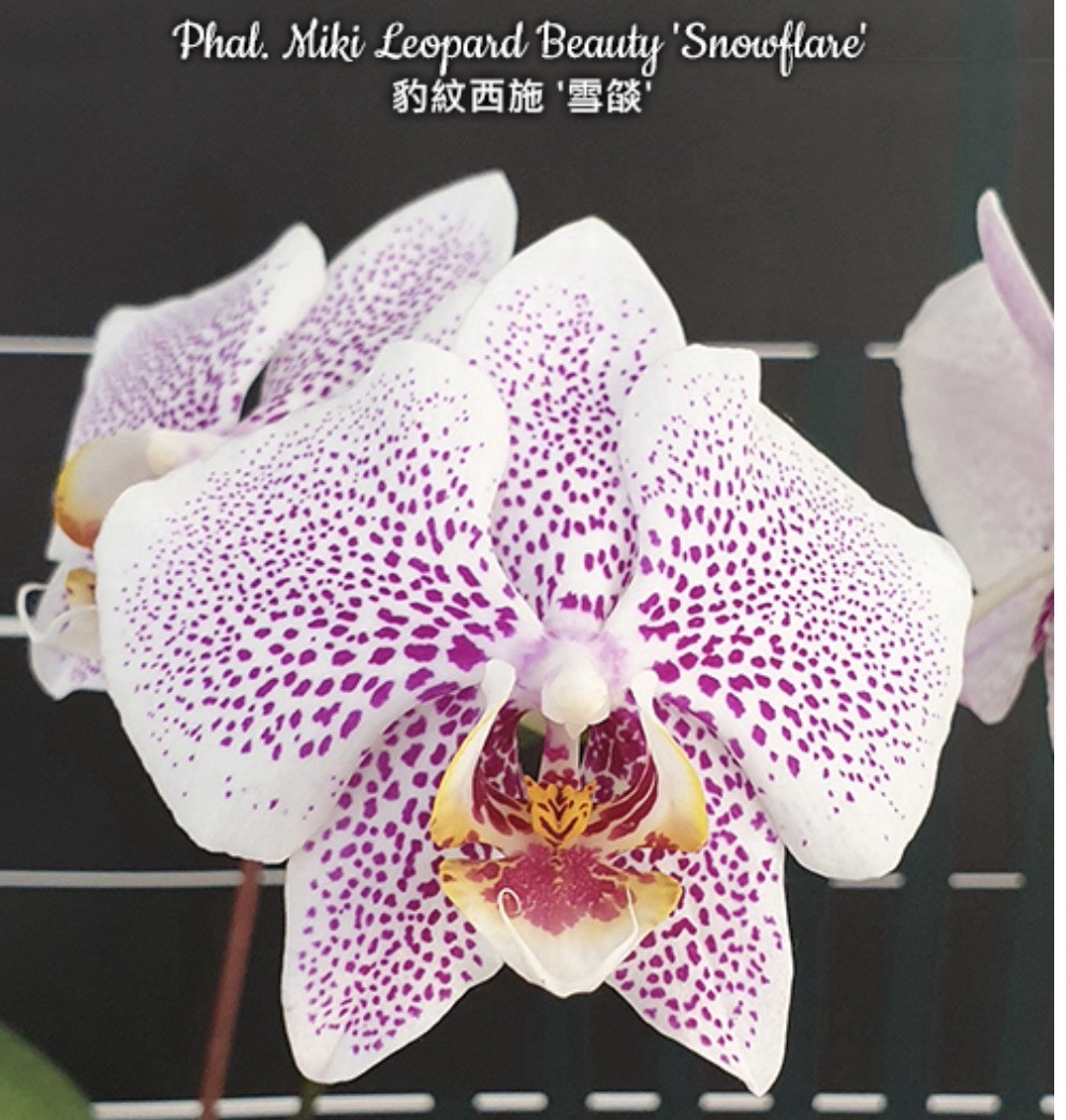 Phal. Miki Leopard Beauty \'Snowflare\', Silver Leaves, 