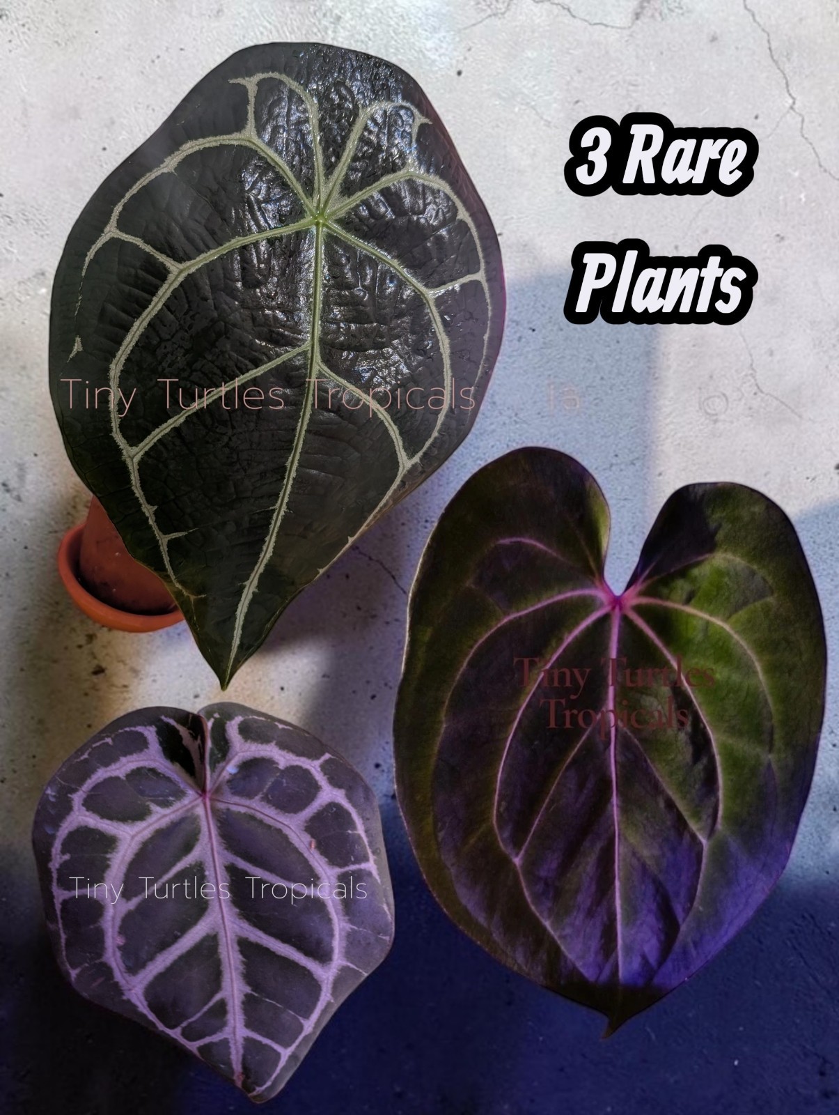 Anthurium Rare Bundle: clones with foliage SHIPS from UNITED STATES Anthurium Rare Bundle: clones with foliage SHIPS from UNITED STATES
