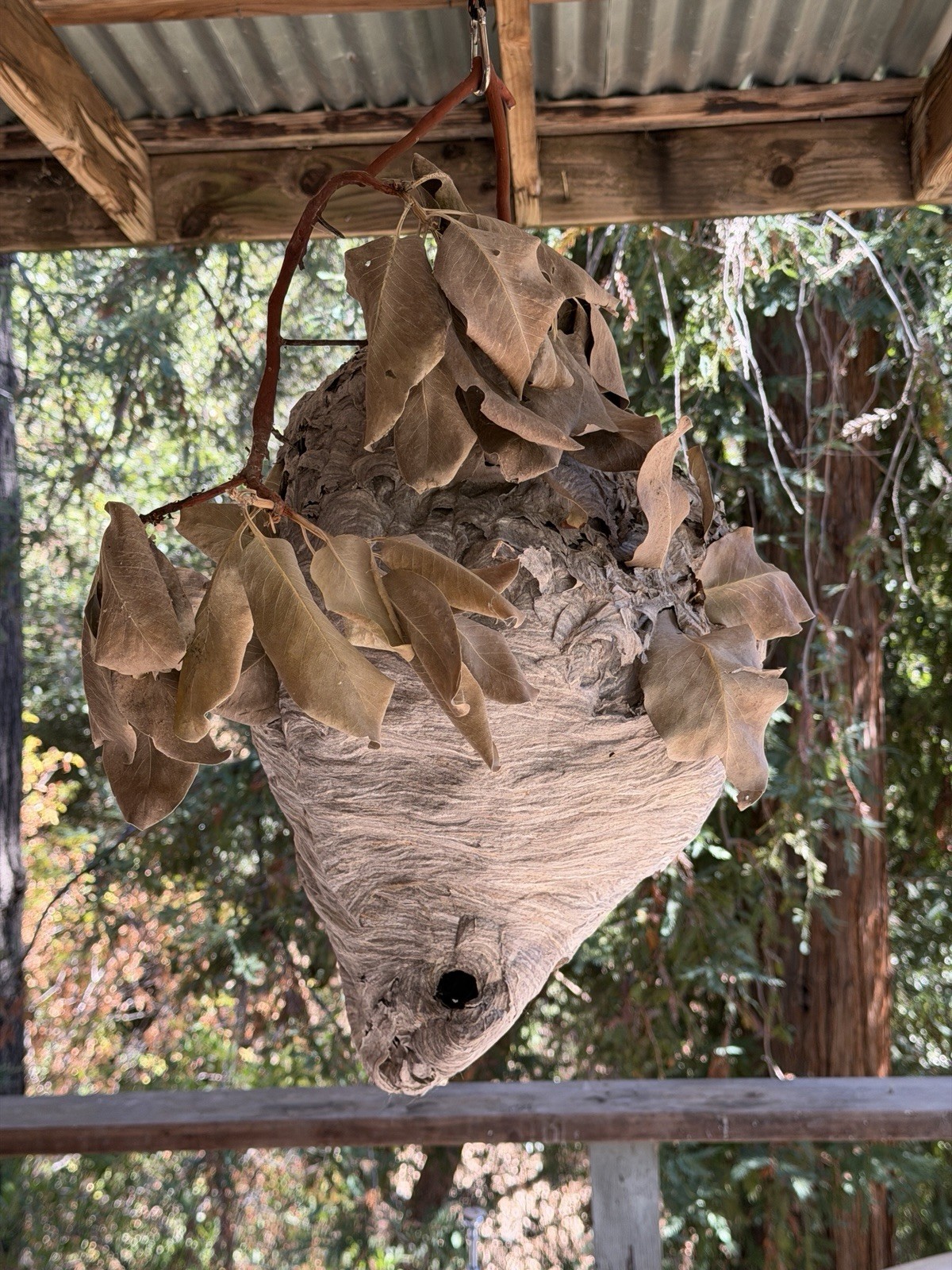 Wasp Nest genuine Large Bald Hornet’s Nest on Madrone branch.