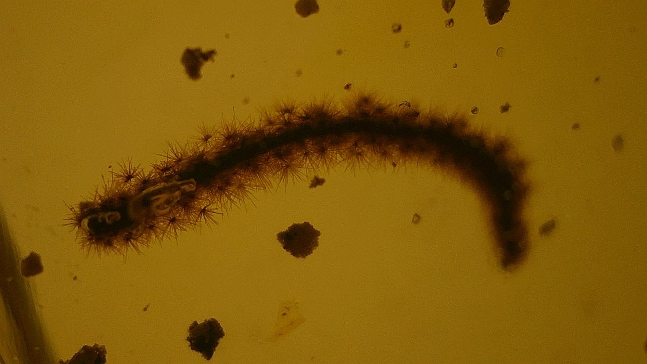 Unidentified obect inclusion in burmese amber