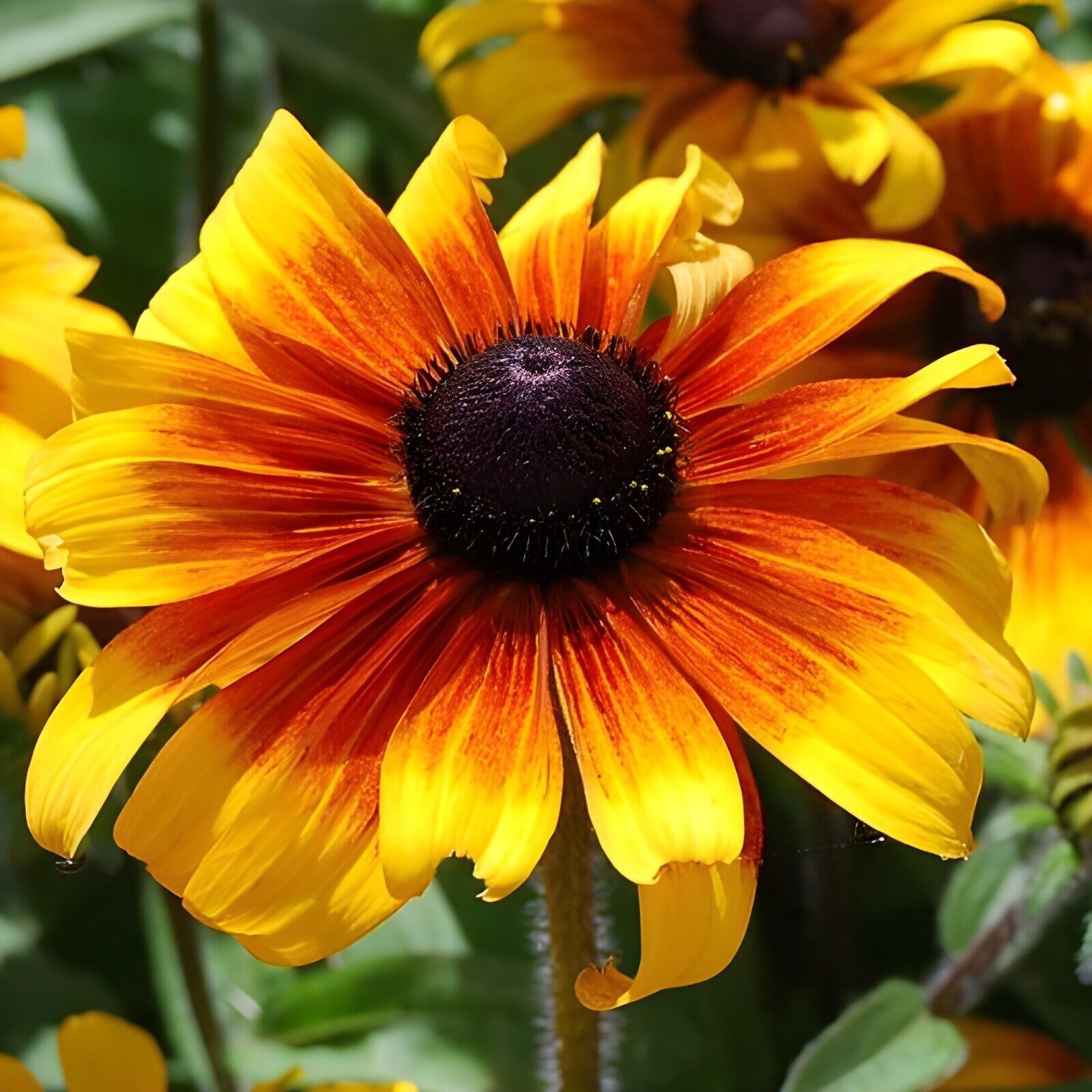 *NEW* Dwarf Marmalade Black Eyed Susan 100 Seeds Rudbeckia hirta. 