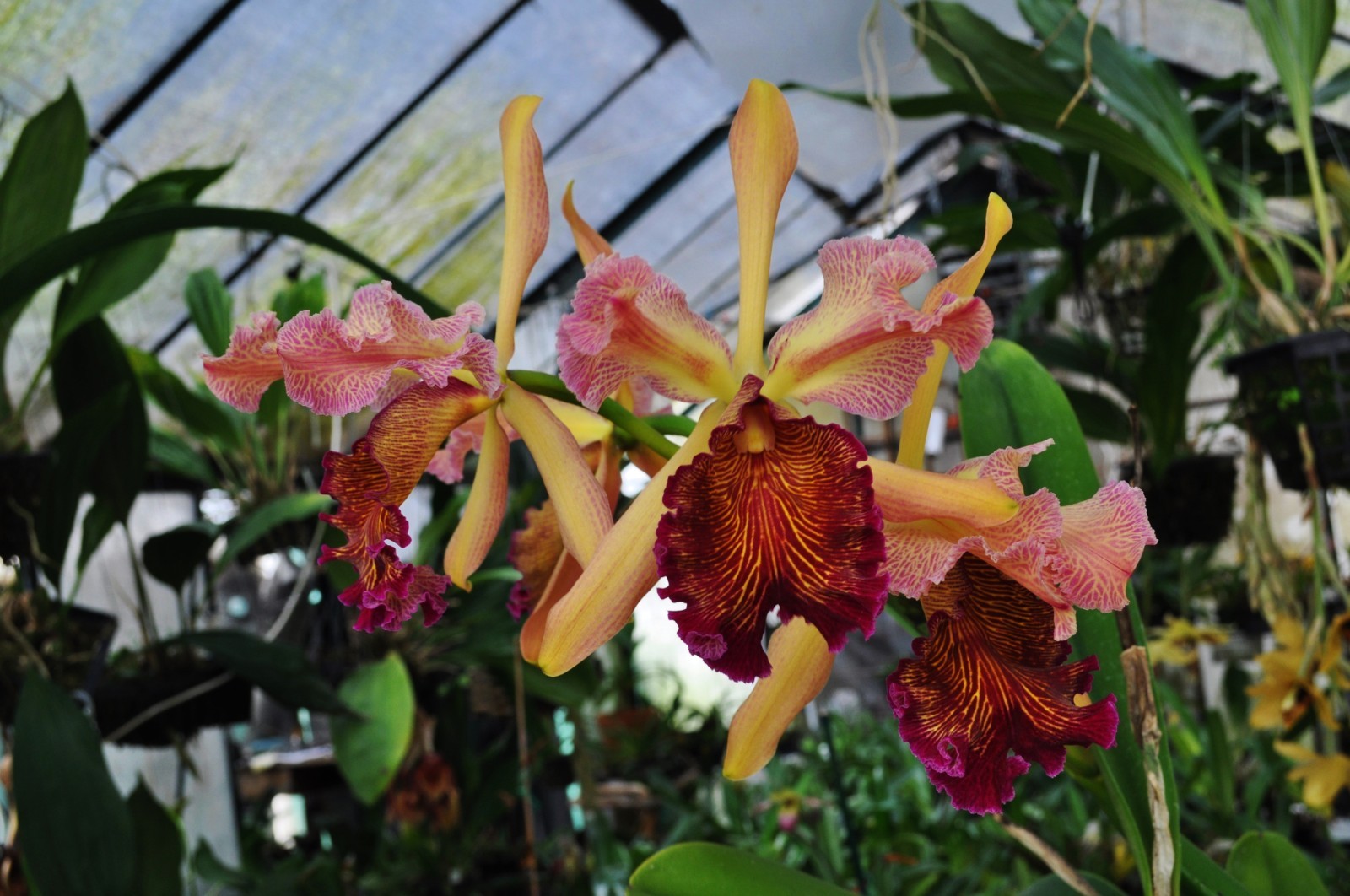 Cattleya rex x C. dowiana v. rosita premium parents great orchid nice flask