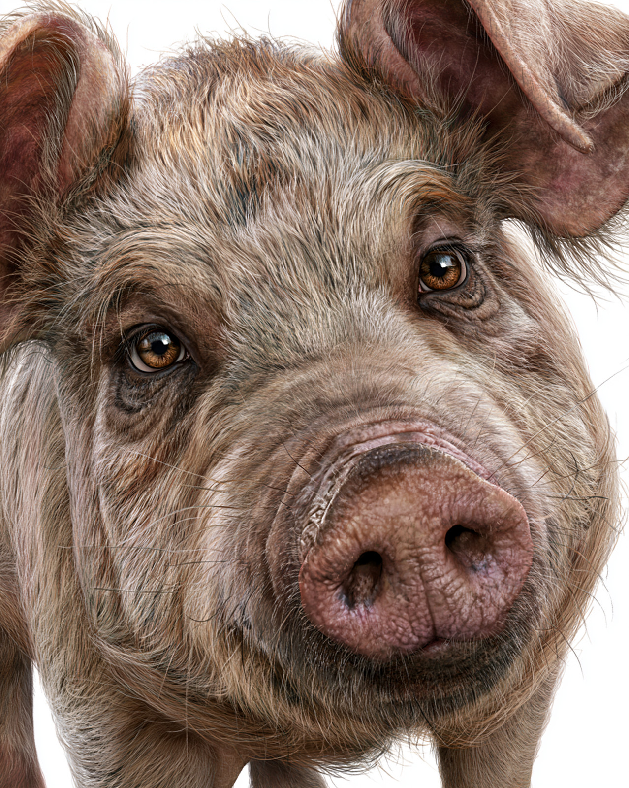 Shaggy Pig Extreme Close-Up with Pink Snout on White Print - 757676900