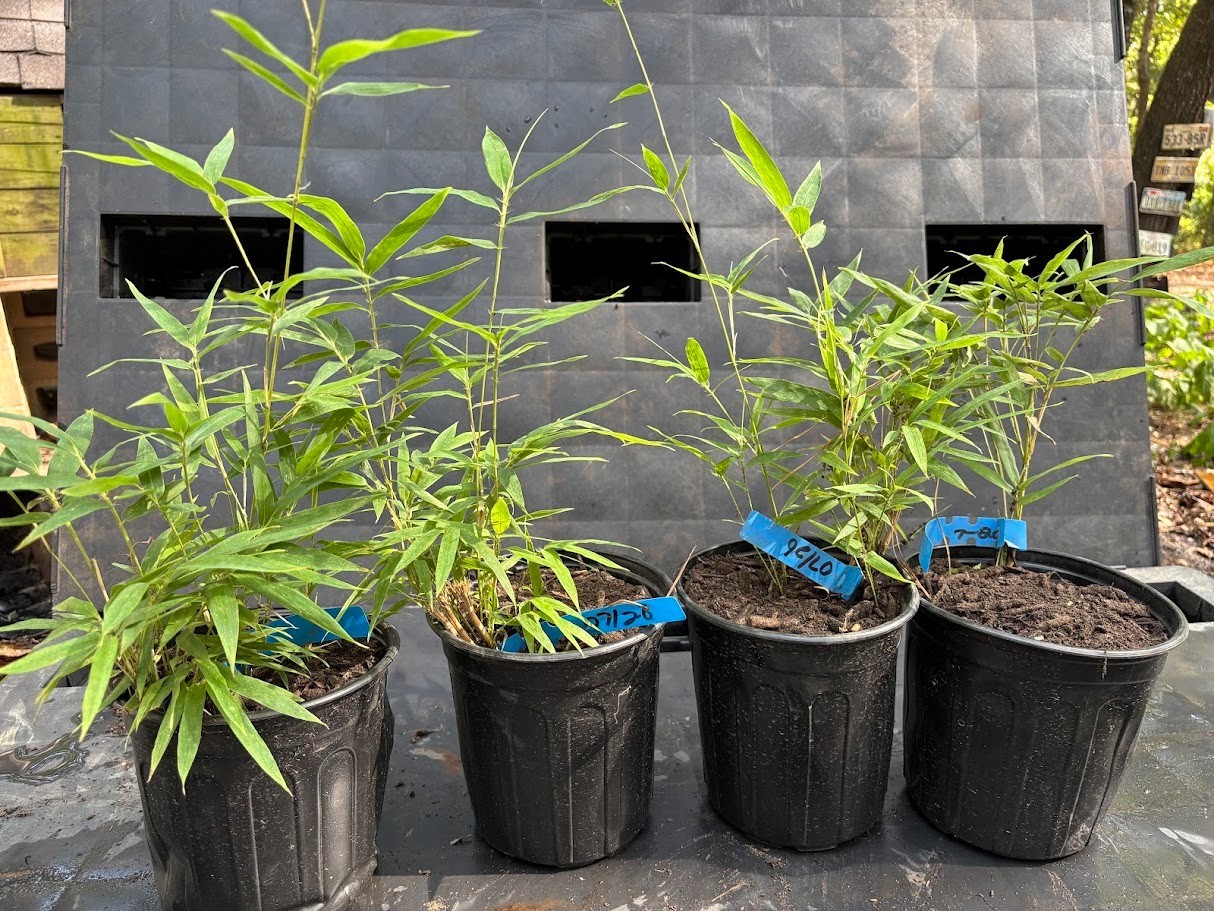 Giant Black Bamboo *LIVE ESTABLISHED PLANT* (Phyllostachys nigra 'Daikokuchiku')