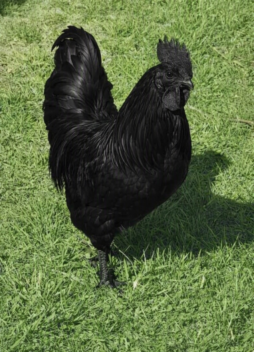 6+Fertile True AYAM CEMANI 🐥RARE Fertile Hatching Eggs chicken with black meat 6+Fertile True AYAM CEMANI 🐥RARE Fertile Hatching Eggs chicken with black meat
