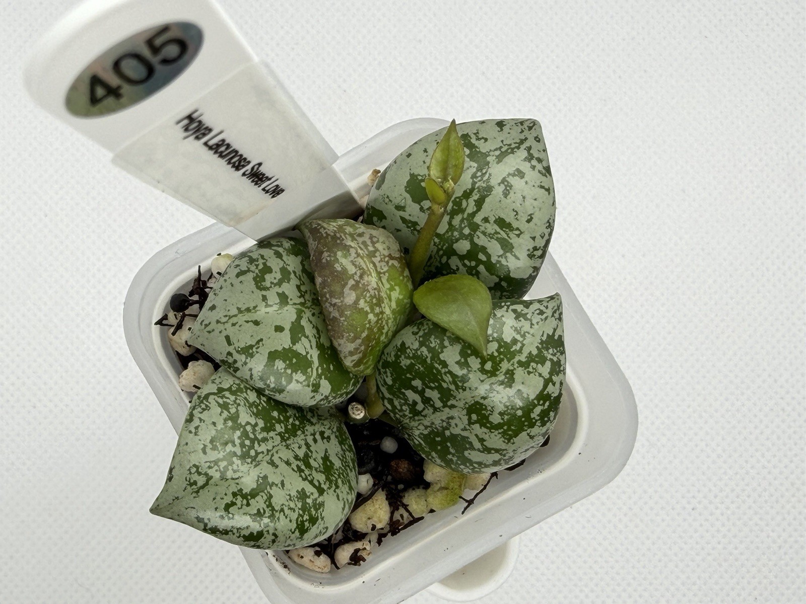 Hoya Lacunosa Sweet Love Silver Lightly Rooted Rare Collector Hoya