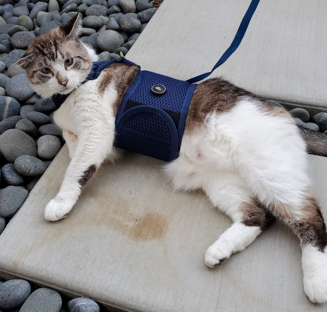 Sleepypod Martingale Cat Harness Blue Mesh Size Large Gently Used Sleepypod Martingale Cat Harness Blue Mesh Size Large Gently Used