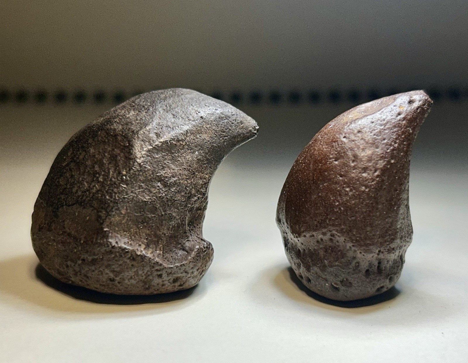 Near 2” Pair of Giant Tortoise Spurs Peace Rv. Florida Rare Pleistocene Fossil Near 2” Pair of Giant Tortoise Spurs Peace Rv. Florida Rare Pleistocene Fossil