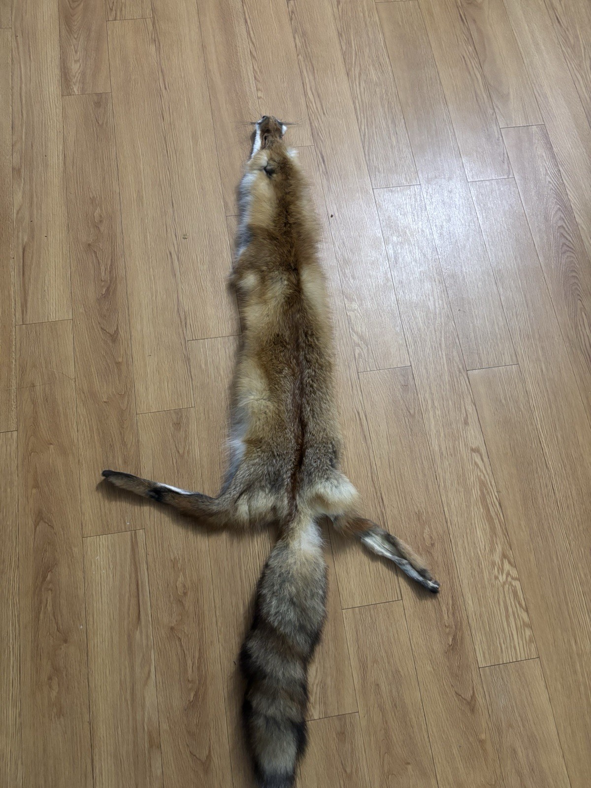 Tanned Red Fox Hides Fresh From Tannery Fur Coats and Trapping Furs