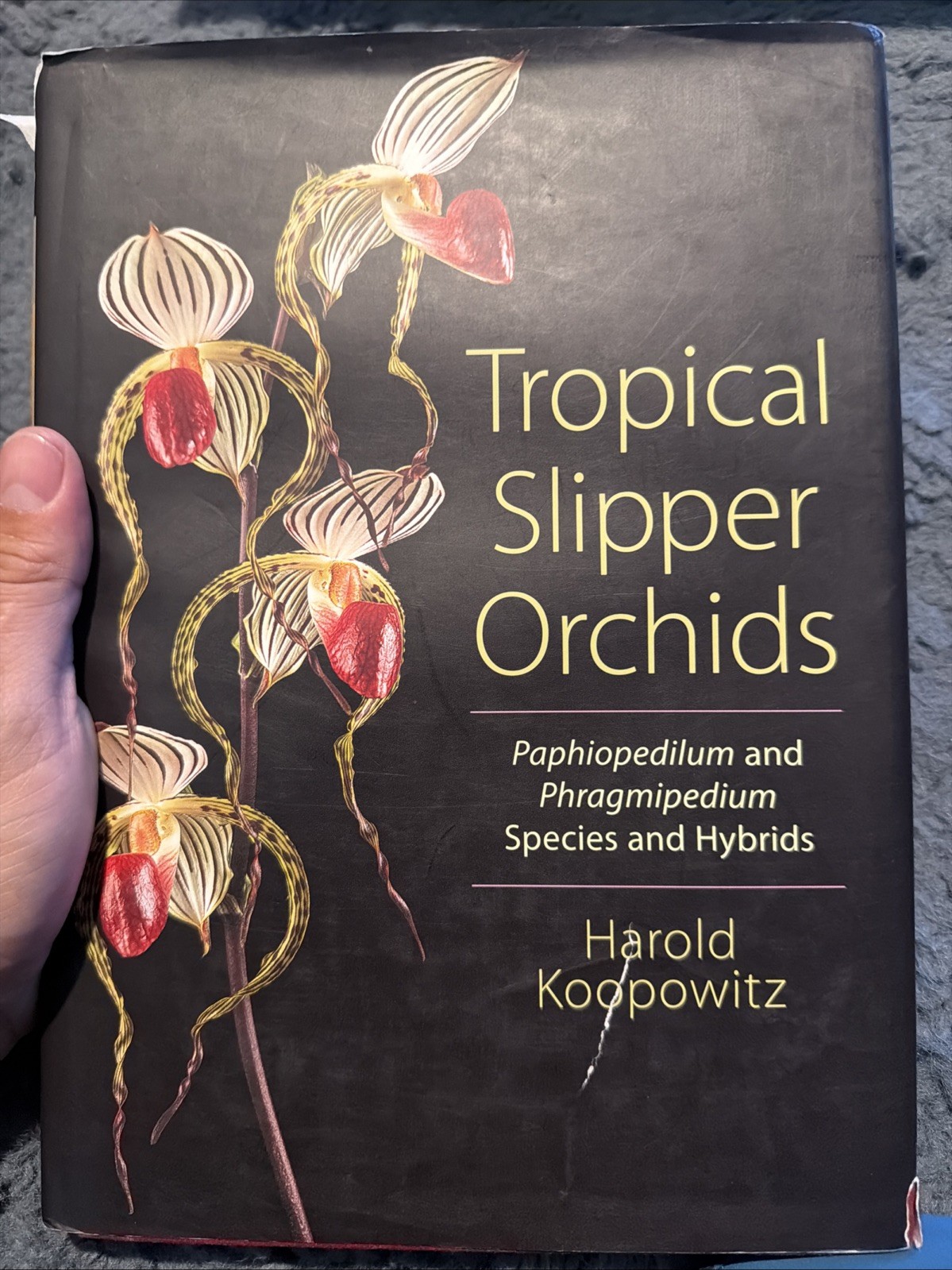 Tropical Slipper Orchids: Paphiopedilum and Phragmipedium Species and Hybrid.D30 Tropical Slipper Orchids: Paphiopedilum and Phragmipedium Species and Hybrid.D30
