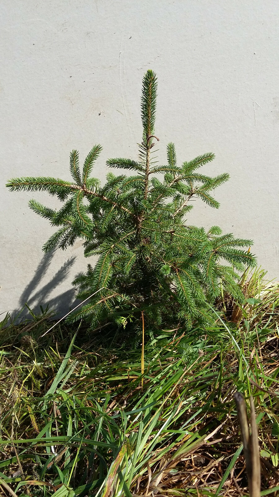 Ten (10) Fast Growing Norway Spruce Trees 37\
