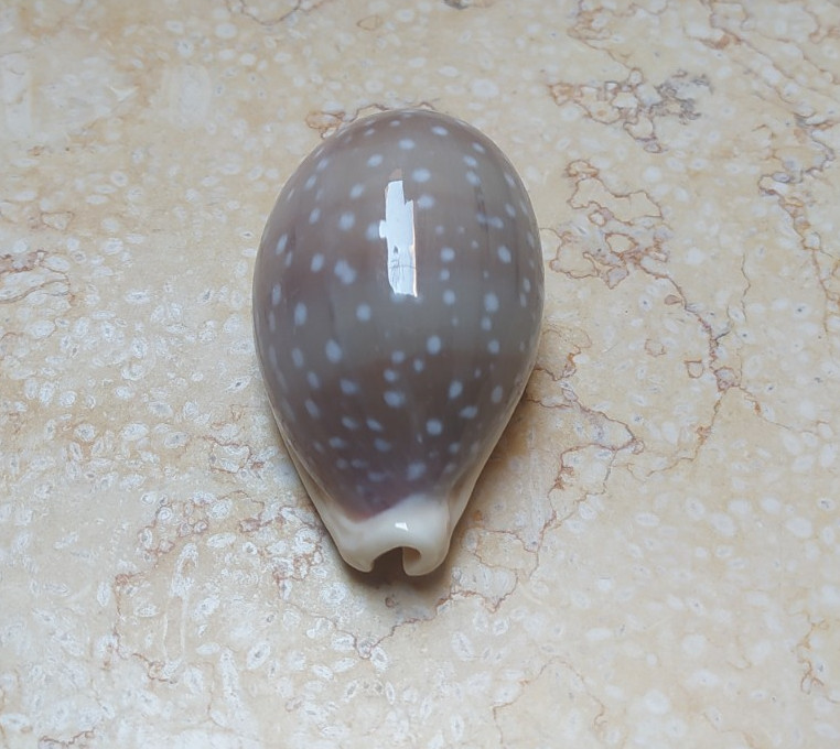 F Cypraea camelopardalis Sea Shells Cypraeida GEM clear dots lyncina 77mm F++++