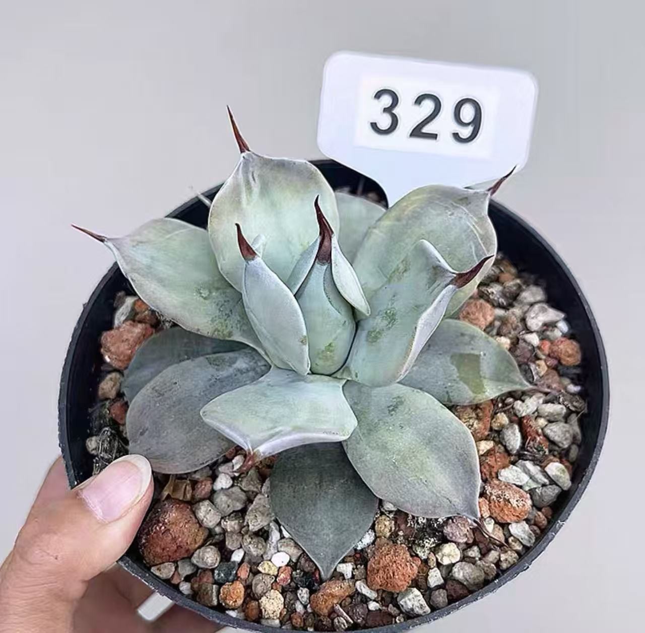 1pcs Rareplant Succulent  agave spineless Random Garden