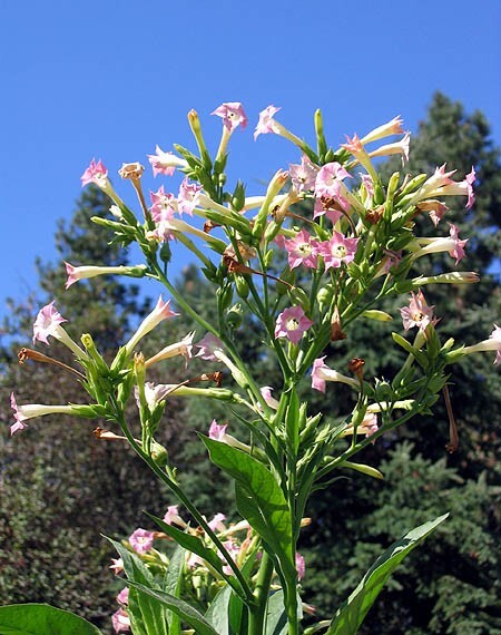 1000 Virginia Bright Leaf Nicotiana Seeds ~ Heirloom Nicotiana Tabacum ~ Fast gr