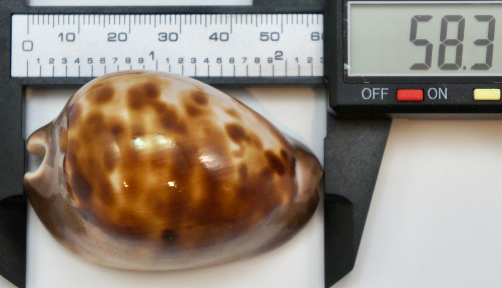 Cypraea Venusta Sorrentensis Seashell Cowrie – 58.3 mm – F+++/GEM - Xanno