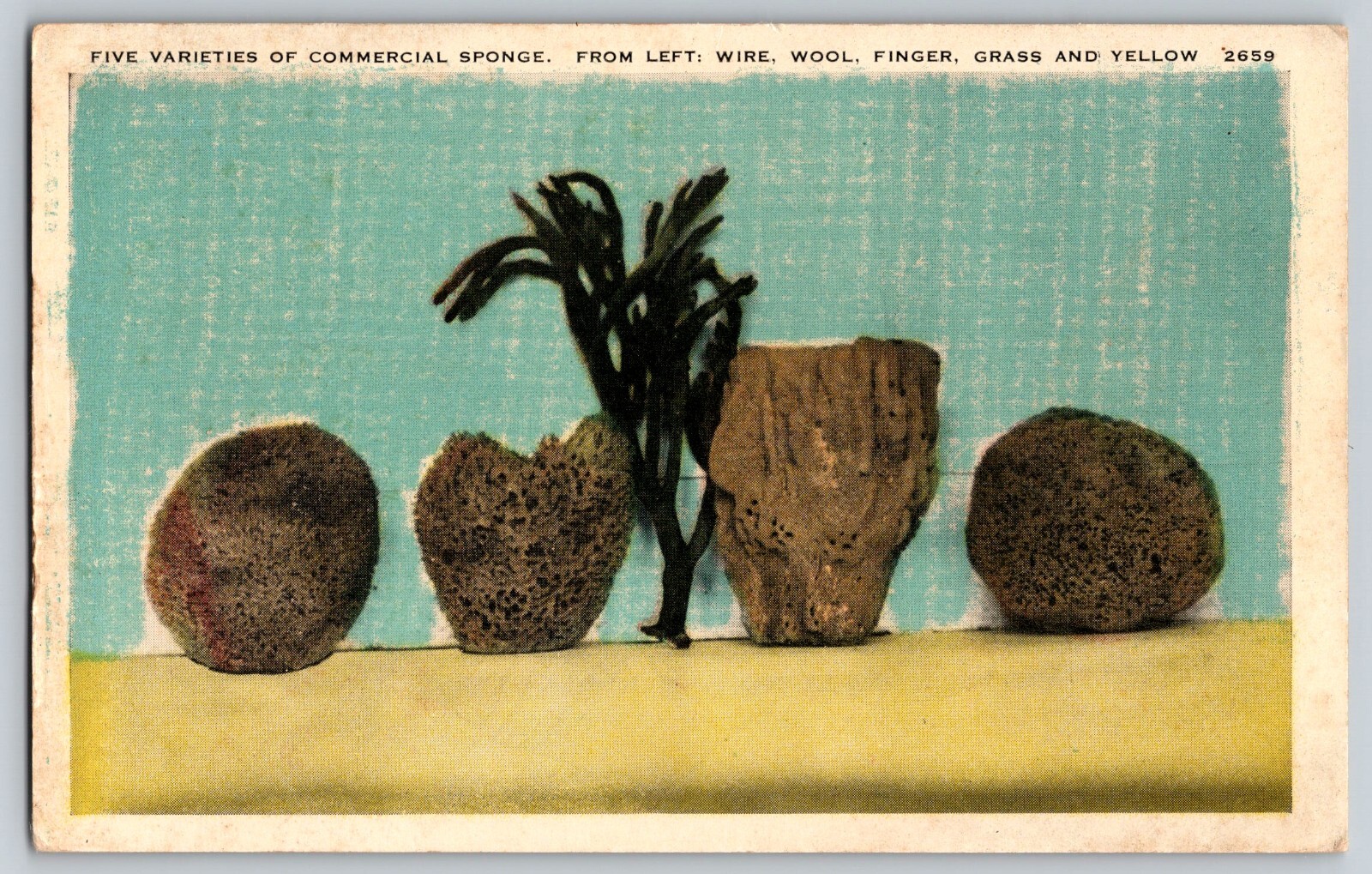 Five varieties of commercial sponge