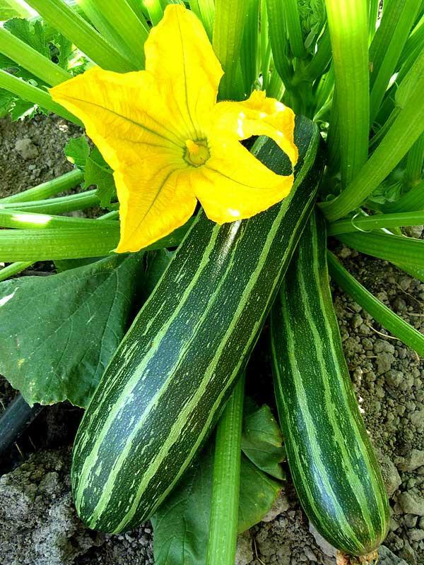 Cocozelle Zucchini Summer Squash Seeds, NON-GMO, Cocozella di Napoli, Cocozelle Zucchini Summer Squash Seeds, NON-GMO, Cocozella di Napoli,