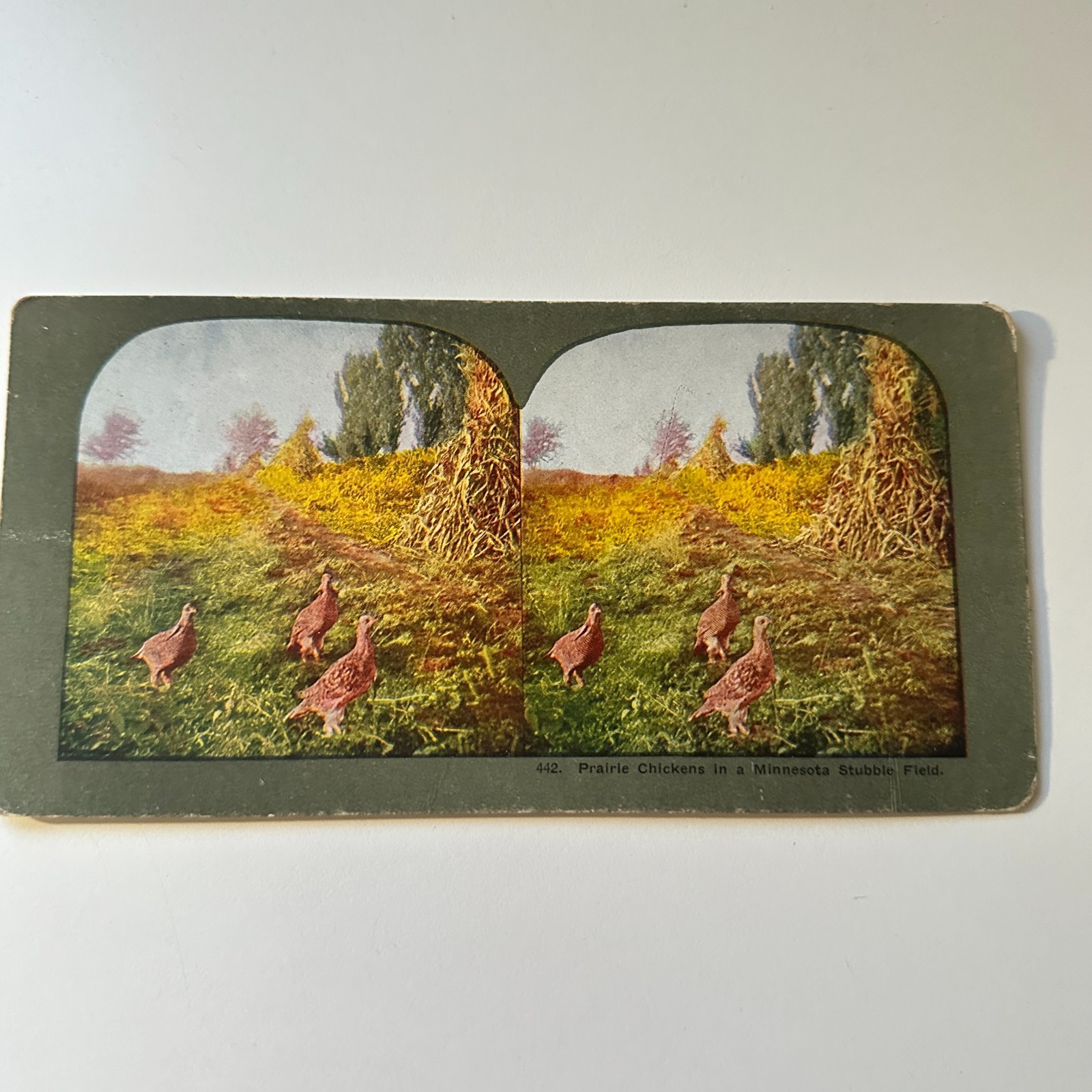Prairie Chickens In A Minnesota Stubble Field Antique Stereoview Card 5H6-1 Prairie Chickens In A Minnesota Stubble Field Antique Stereoview Card 5H6-1