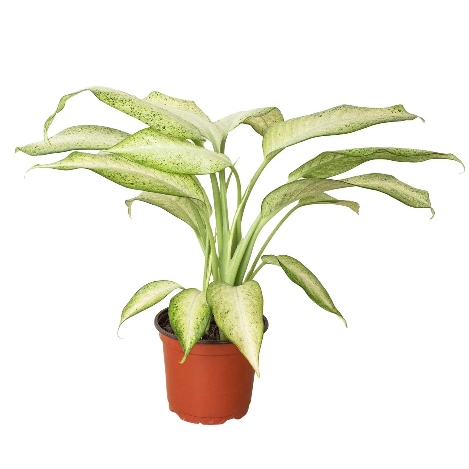 Dieffenbachia \'Camouflage\' | Live Plant for Indoor & Outdoor Dieffenbachia \'Camouflage\' | Live Plant for Indoor & Outdoor