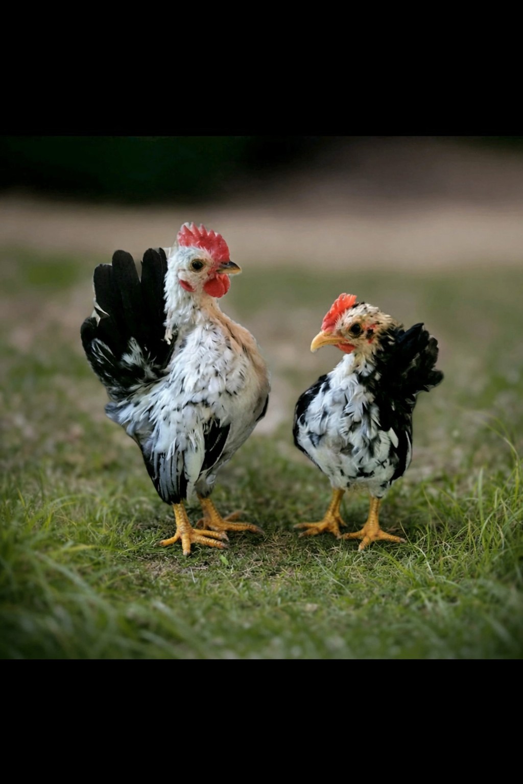 6+ Micro To Size A & B 100% Pure Serama Hatching Eggs Malaysian And Traditional 