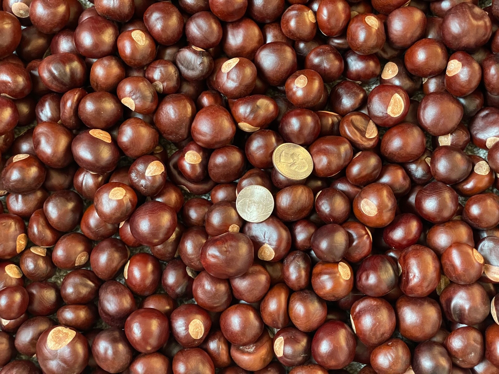 Buckeye Nuts 2026 All Sizes Nickel to Quarter and Larger from Central Ohio Dried