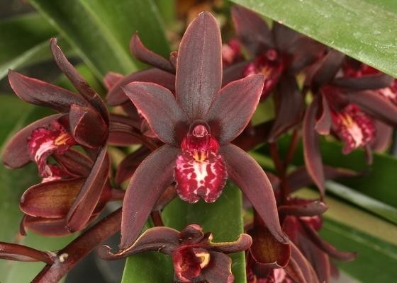 Cymbidium Australian Midnight.  Warm Growing Orchid, Plant Shipped in 3\