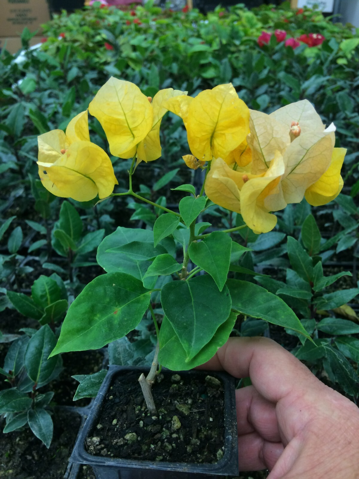 Bougainvillea - 'California Gold'