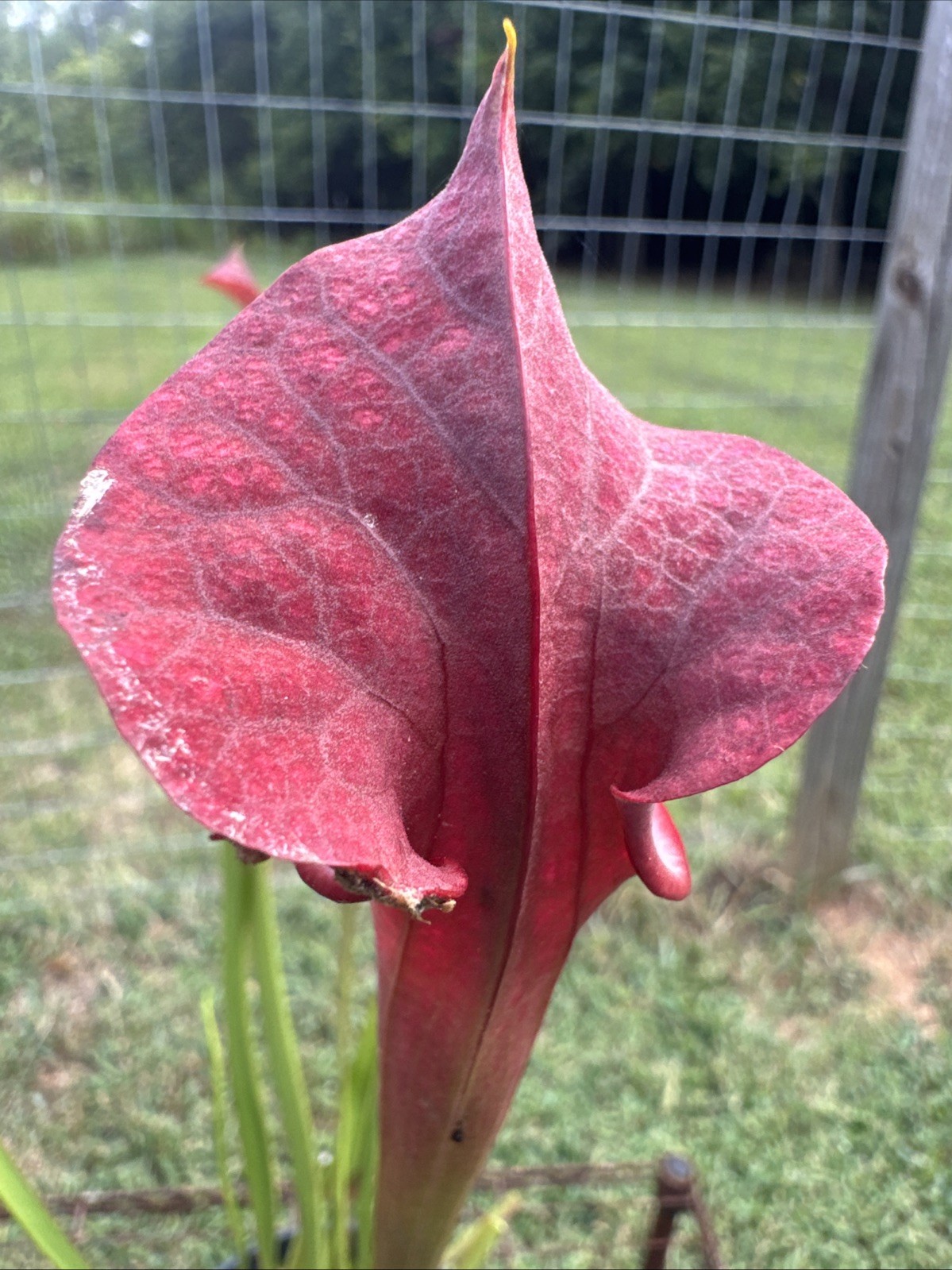SARRACENIA X MOOREI (LEUCO “BALDWIN CO, AL” X FLAVA ATROPURPUREA ‘WACCAMAW’) XL