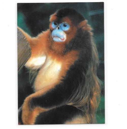 1993 San Diego Zoo Animals of the Wild Trading Cards / Choose / bx23