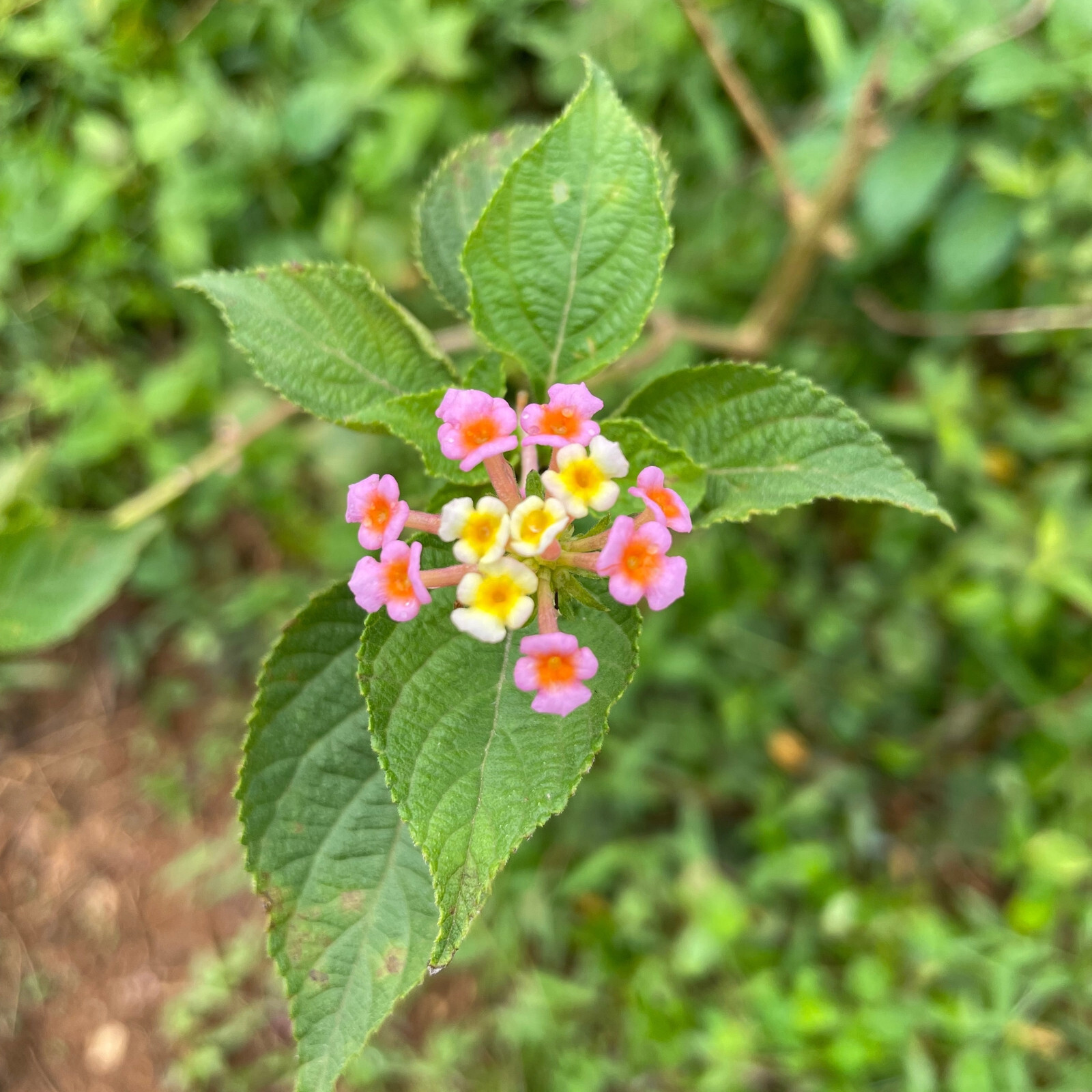 Exotic Lantana Camara Leaves Dried Shrub Verbena hebal Tea 100% Organic NON-GMO