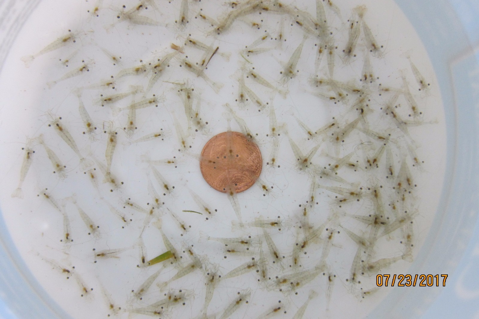 50+ Live Freshwater Ghost Shrimp; FedEx Air -cold weather no problem 50+ Live Freshwater Ghost Shrimp; FedEx Air -cold weather no problem