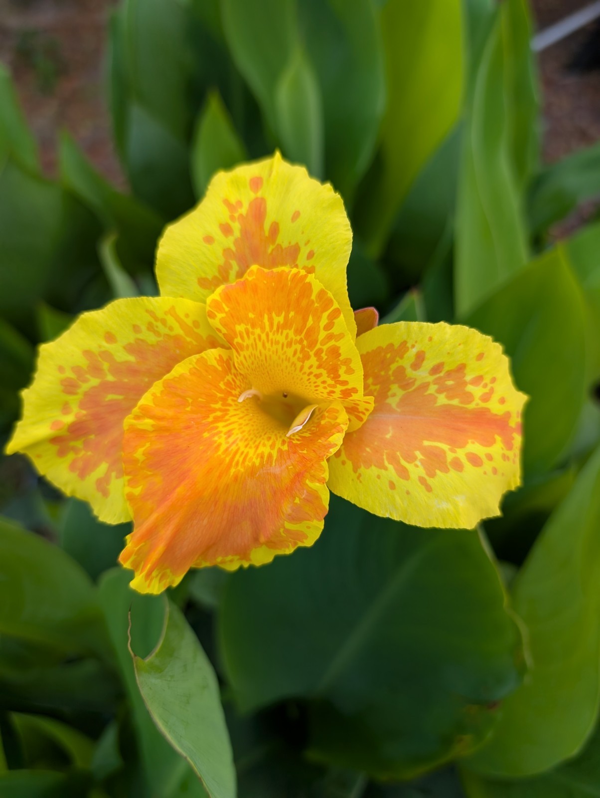 12 ROOTED KING HUMBERT CANNA LILY RHIZOMES Giant Tropical Orange Yellow 5-7FT