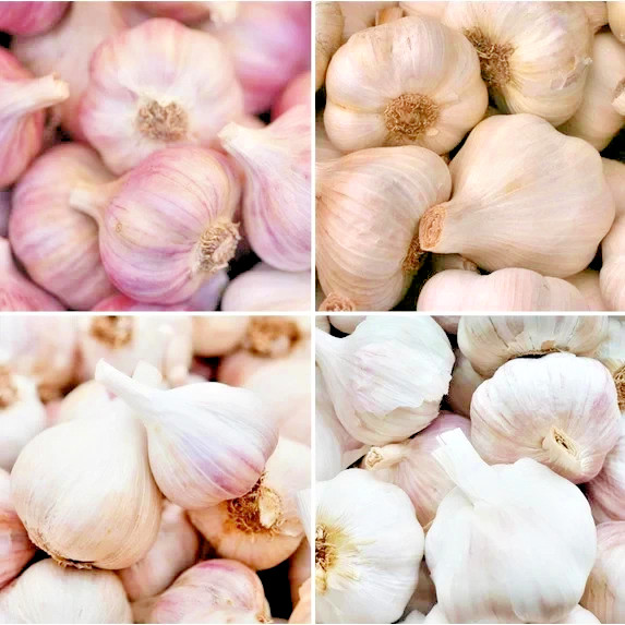 π§ 6 Organic Garlic Bulbs Multi-Size Mixed Varieties Chesnok Red, Music, Italian π§ 6 Organic Garlic Bulbs Multi-Size Mixed Varieties Chesnok Red, Music, Italian