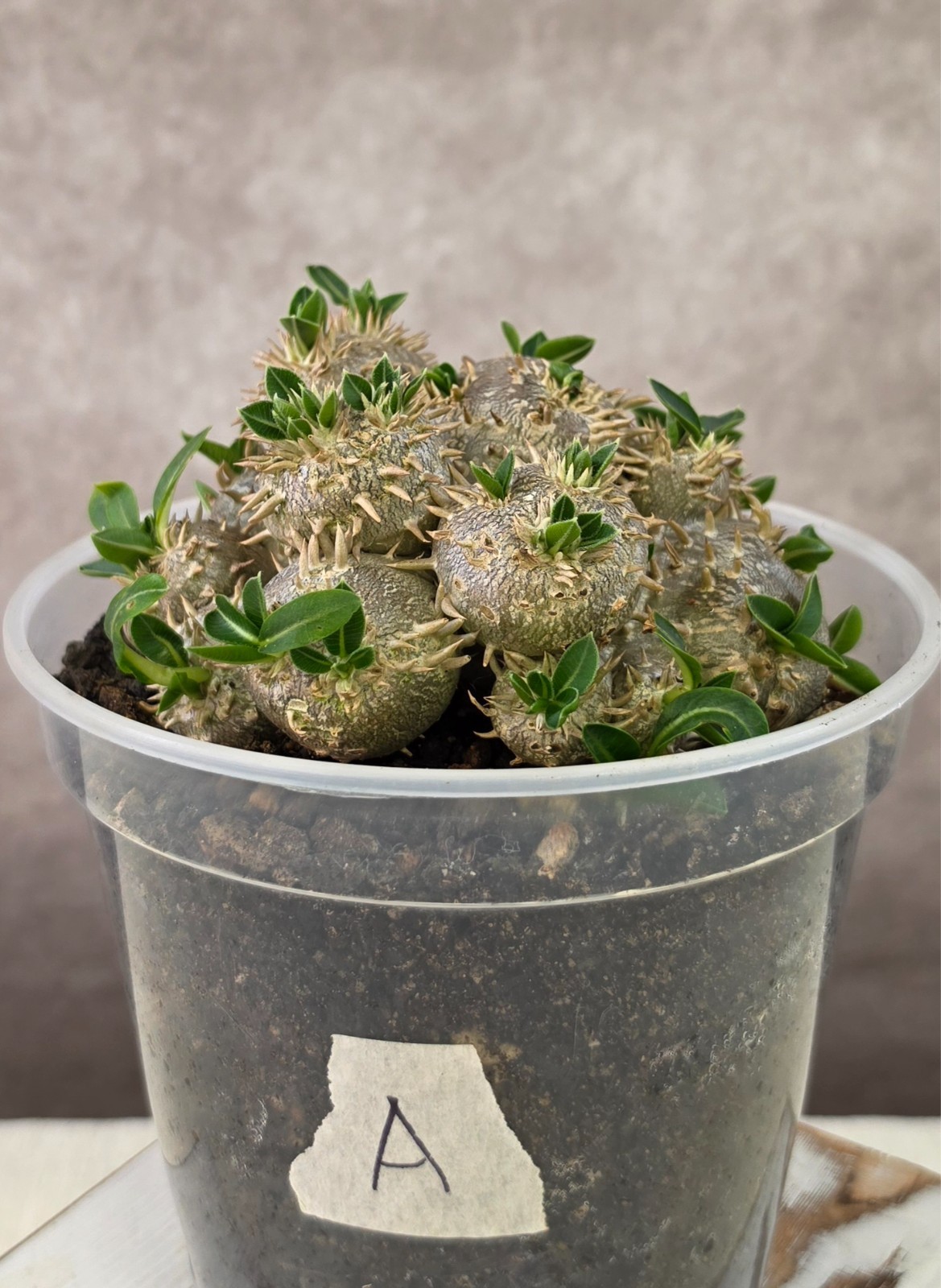 RARE Pachypodium Brevicaule not Ambongense Windsorii Cactus