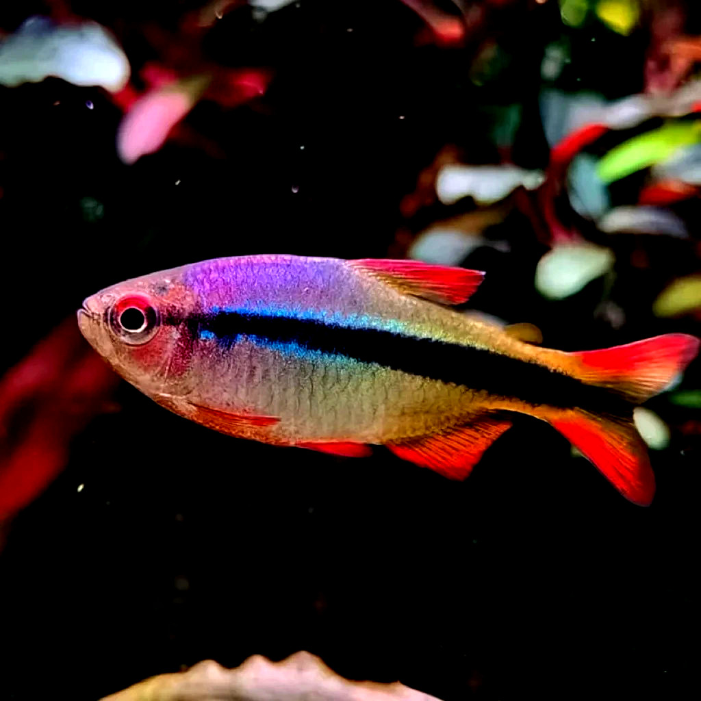 6 Imperial Lapis Tetra TANK BRED HIGH QUALITY RARE TETRA FISH