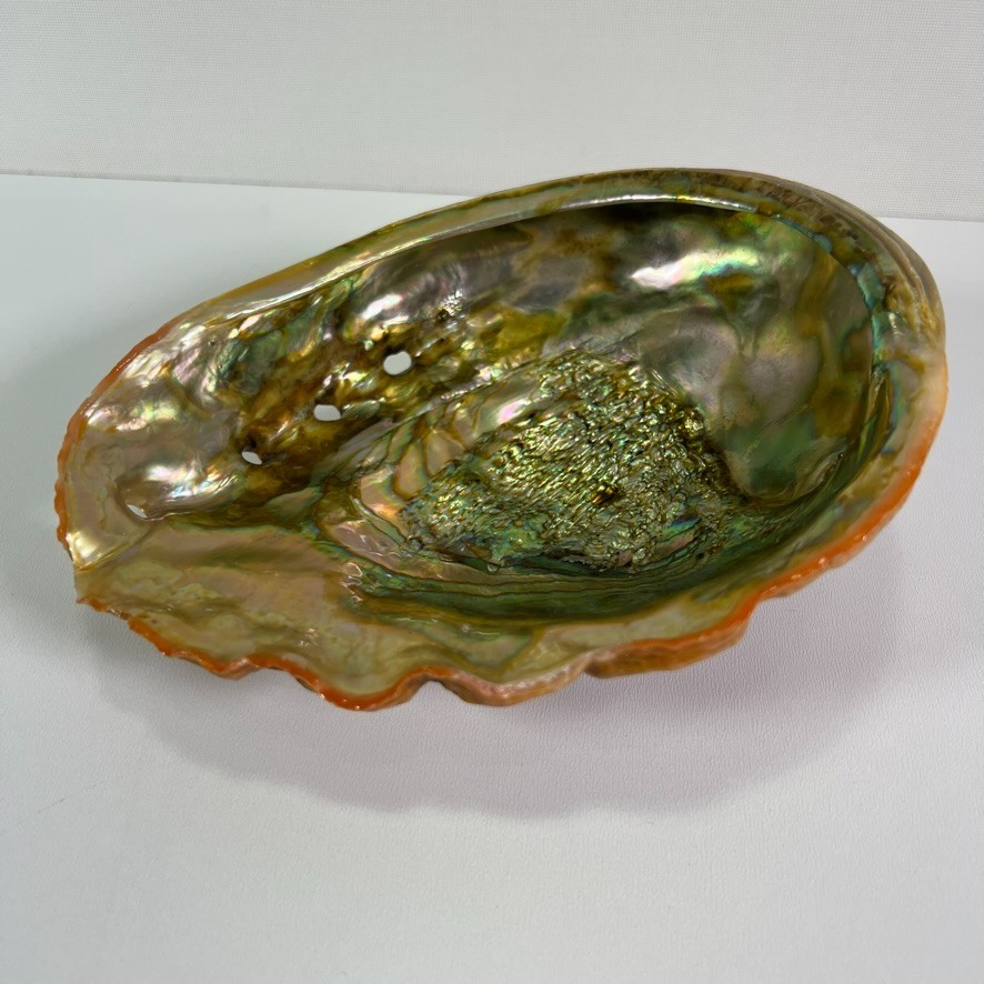 Vintage Red Orange Large Abalone Sea Shell Seashell Coastal Decor 8\