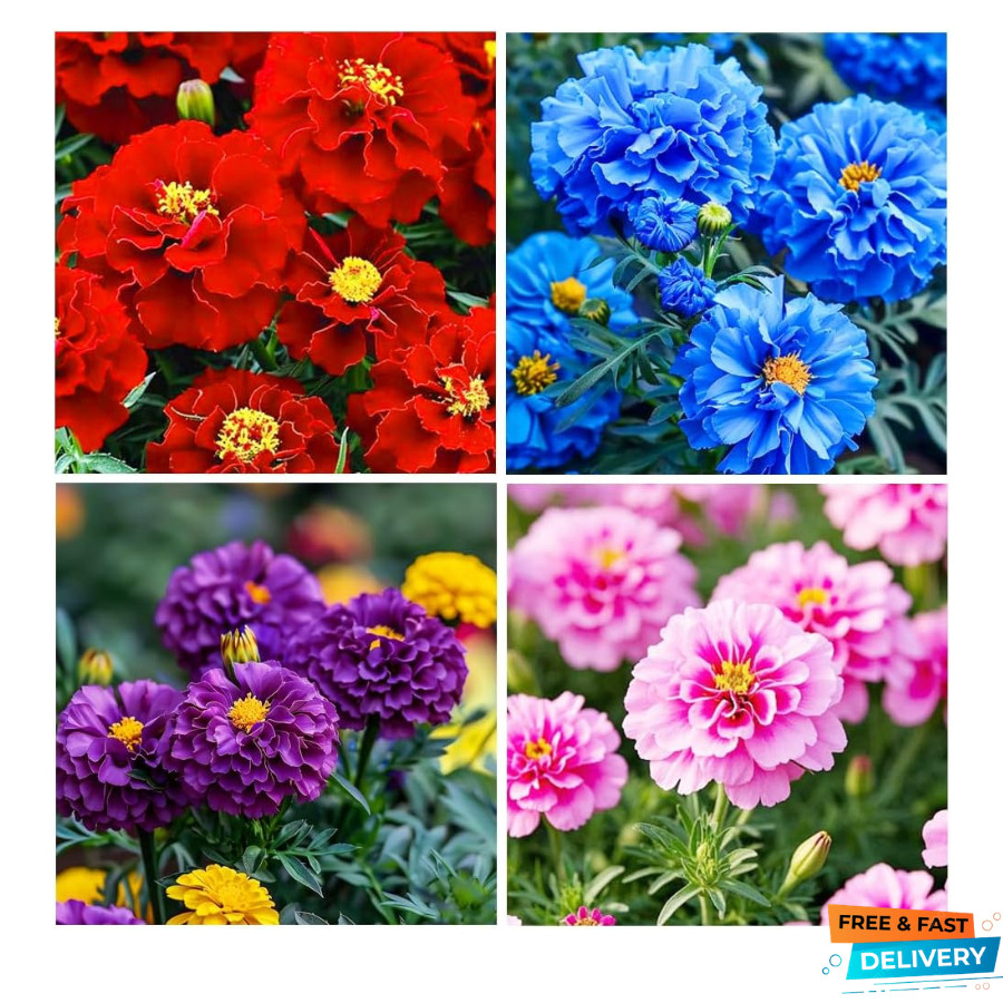 1000+ Perennial Marigold Flower Seed for Planting Outdoor-Sparky Mix Mixed 