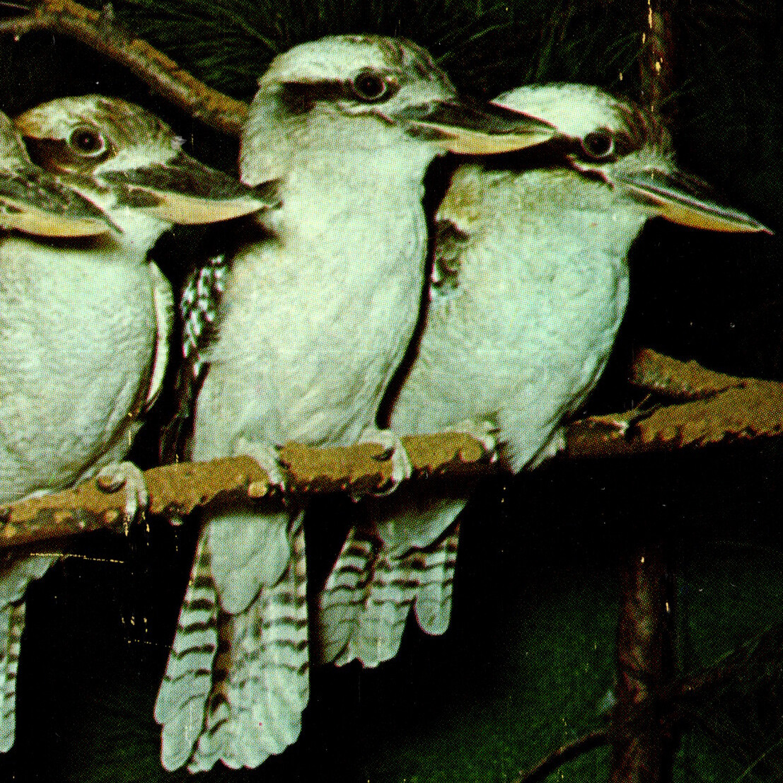 Vintage 1960s Laughing Kookaburra Bushman\'s Clock Catskill Game Farm Postcard NY