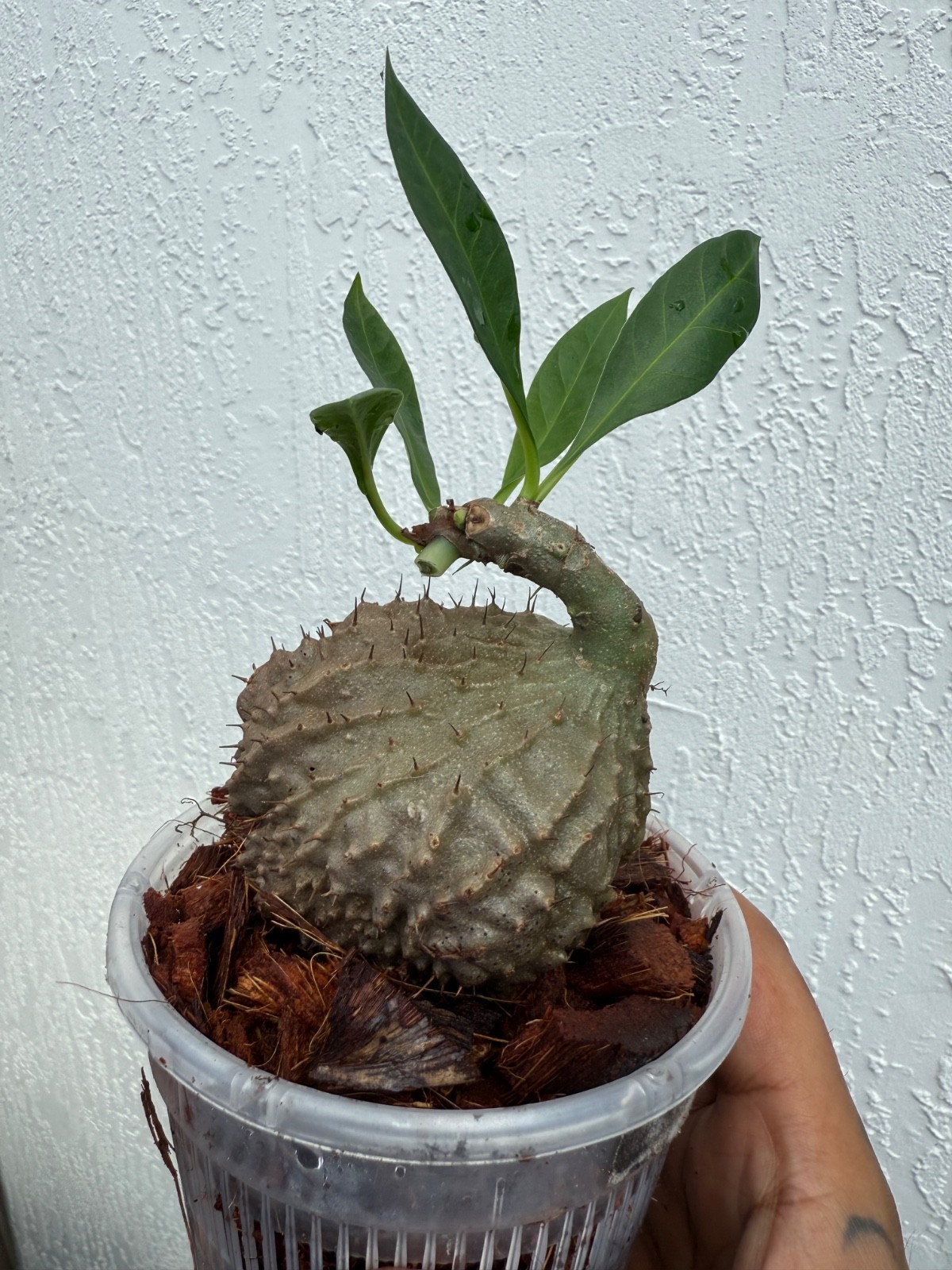 Ant Plant Myrmecodia SP Banten Rare Caudex US Seller🇺🇸