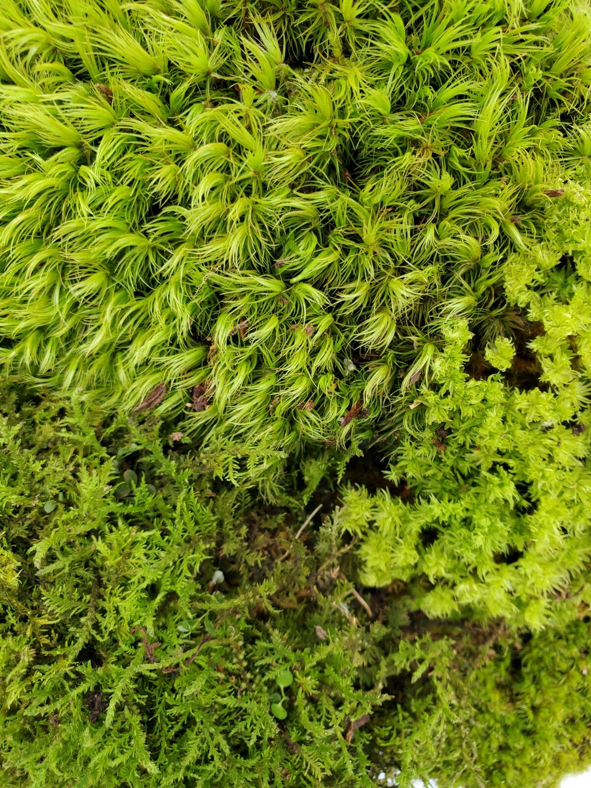Value Small Live Moss Assortment 5\