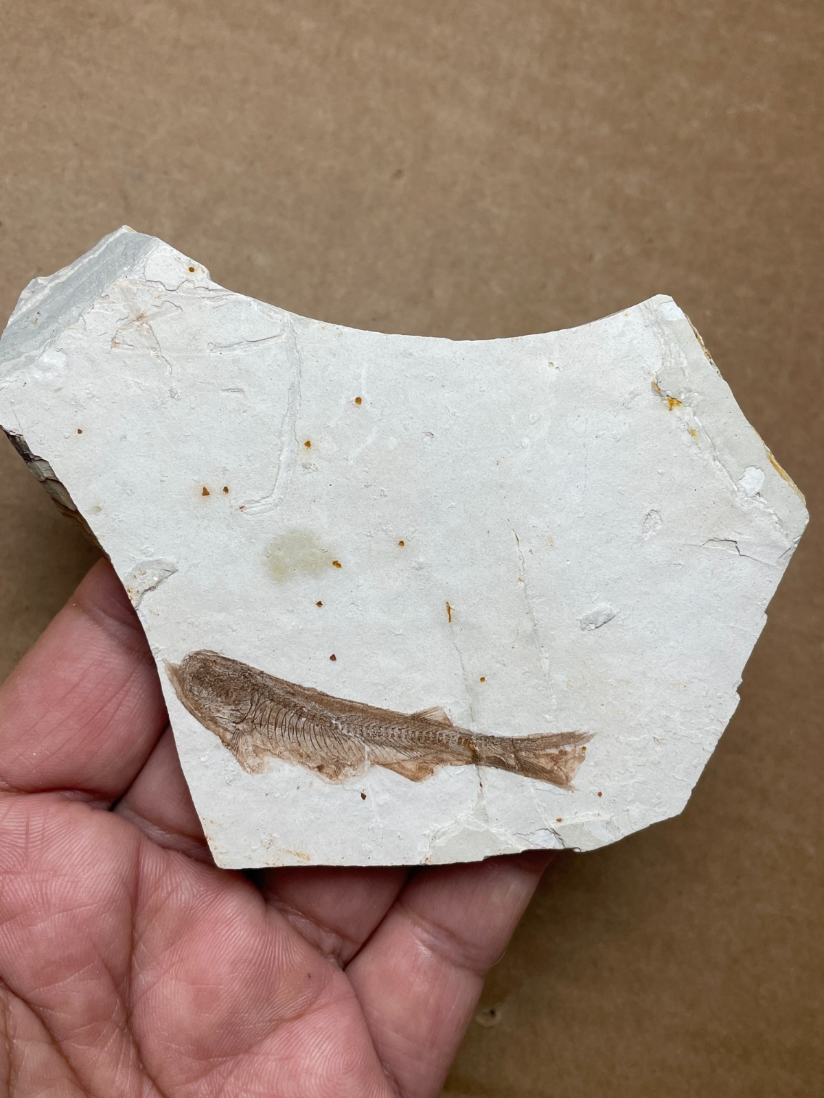 68g Beautiful lycoptera Landscape stone collection