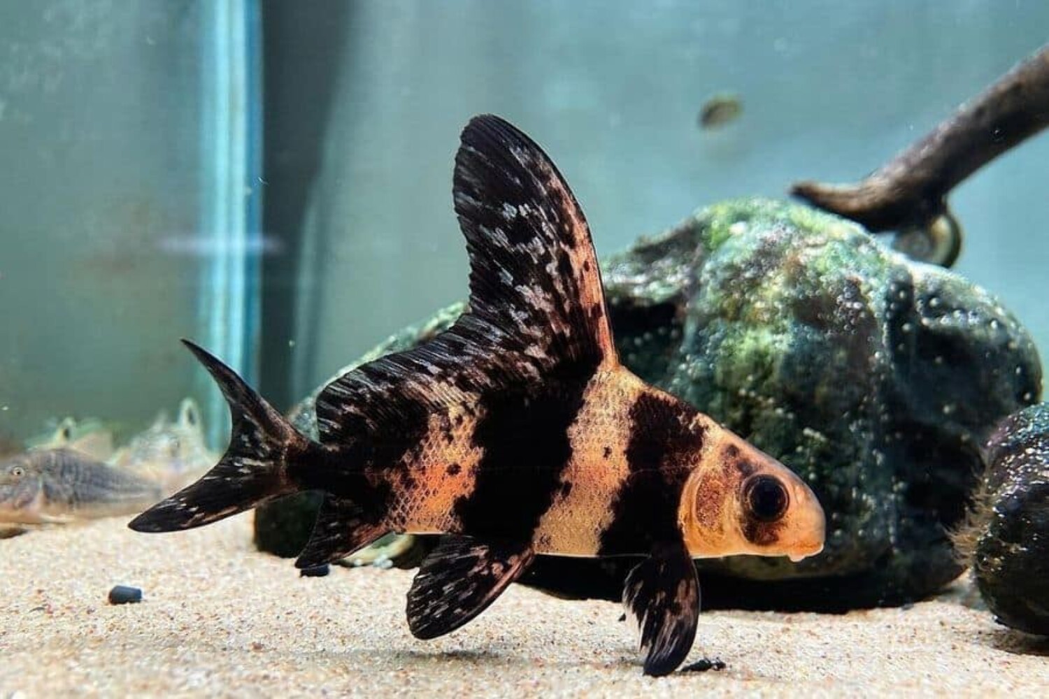 3-Pack Live Chinese High Fin Banded-Shark – 1.5-2– Rare Freshwater Aquarium Fish