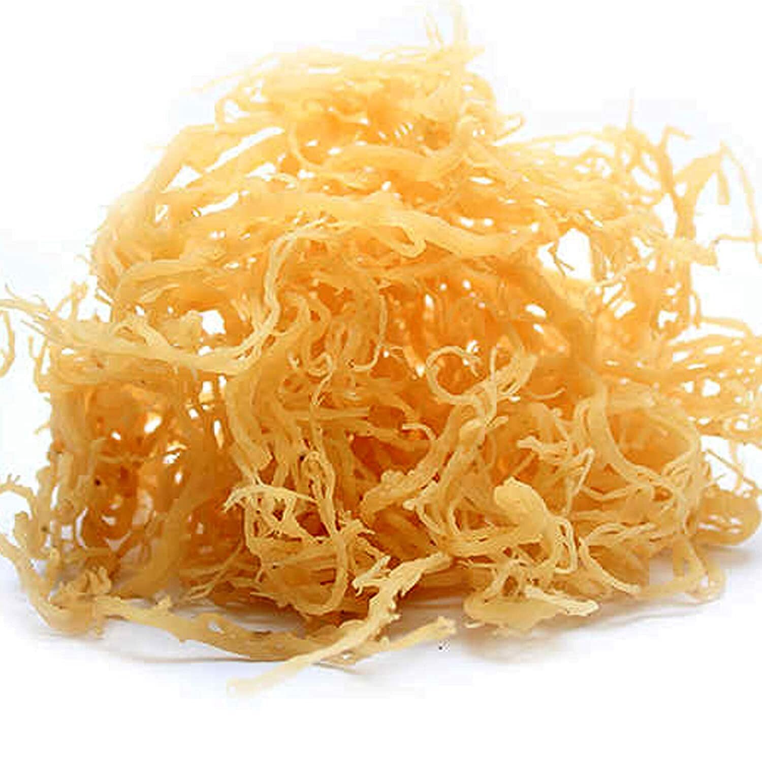 Rastarafi Sea Moss Irish Moss (Bulk) 10 lb | Raw Wildcrafted Seamoss Superfood